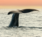 photot of a whales tail