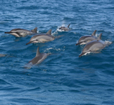 photo of dolphins